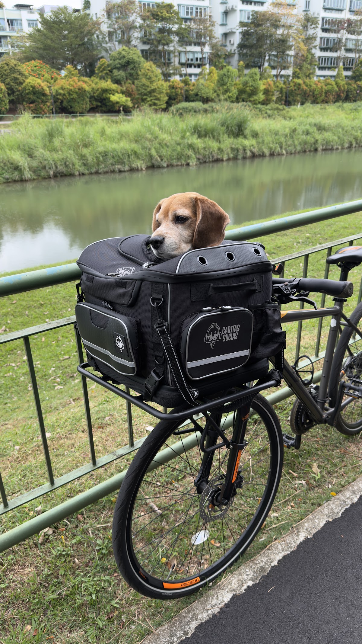 Beagle riding in a custom carrier mounted on a front bike rack by the canal